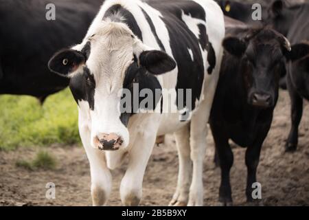 mucca bianca e nera con altre mucche nere sullo sfondo di una fattoria. Bos toro Foto Stock