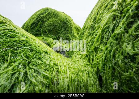 Ulva intestinalis alghe su rocce su una spiaggia. Noto anche come alghe, lattuga marina, o kelp erba. Foto Stock