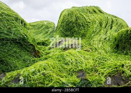 Ulva intestinalis alghe su rocce su una spiaggia. Noto anche come alghe, lattuga marina, o kelp erba. Foto Stock