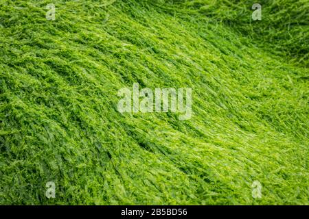 Ulva intestinalis alghe su rocce su una spiaggia. Noto anche come alghe, lattuga marina, o kelp erba. Foto Stock