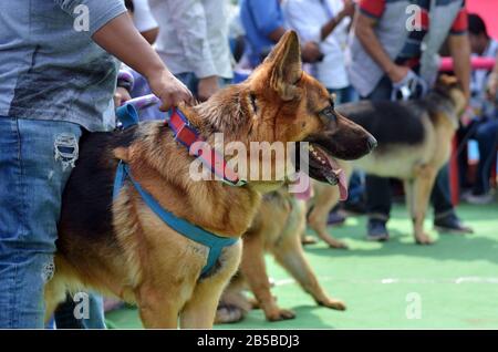 Nagaon, Assam / India - 08 marzo 2020 : cani tedeschi di Shephard durante il concorso a 2nd Nagaon Dog Show 2020 organizzato dal Royal PET Club a Nagaon Foto Stock