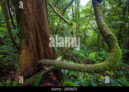 Alberi e rami nella foresta pluviale del parco nazionale Omar Torrijos, provincia di Cocle, Repubblica di Panama. Foto Stock