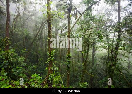 Panama paesaggio con nebbioso foresta nuvolosa nel parco nazionale Omar Torrijos, provincia di Colle, Repubblica di Panama, America Centrale. Foto Stock