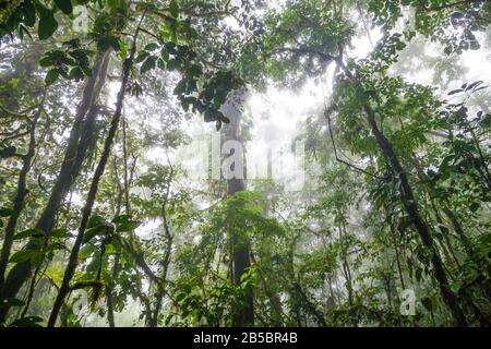 Panama paesaggio con nebbioso foresta nuvolosa nel parco nazionale Omar Torrijos, provincia di Colle, Repubblica di Panama, America Centrale. Foto Stock