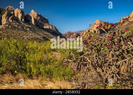 Buckhorn cholla cactus in fiore, Cattedrale Rock sulla sinistra, grotta Creek Canyon in distanza, Chiricahua Montagne, Vista vicino a portale, Arizona, Stati Uniti d'America Foto Stock