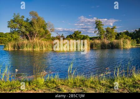 Laguna a zona ripariale nella verde vallata del fiume, Dead Horse Ranch State Park, vicino a pioppi neri americani, Arizona, Stati Uniti d'America Foto Stock