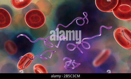 Batteri Borrelia nel sangue, illustrazione Foto Stock