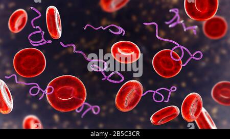 Batteri Borrelia nel sangue, illustrazione Foto Stock