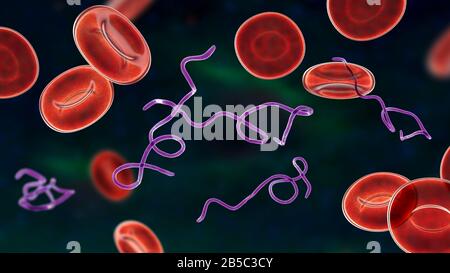 Batteri Borrelia nel sangue, illustrazione Foto Stock