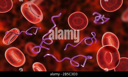Batteri Borrelia nel sangue, illustrazione Foto Stock