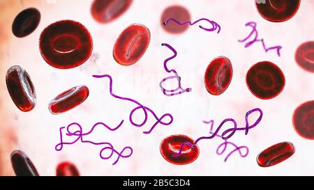 Batteri Borrelia nel sangue, illustrazione Foto Stock
