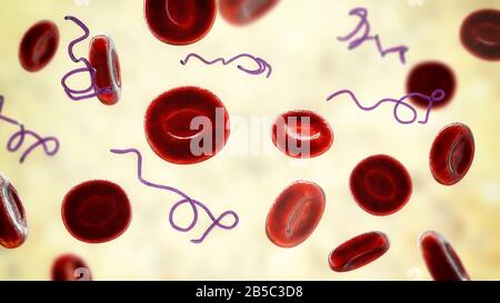 Batteri Borrelia nel sangue, illustrazione Foto Stock