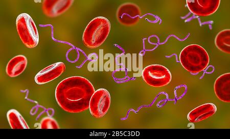 Batteri Borrelia nel sangue, illustrazione Foto Stock