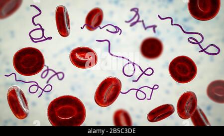 Batteri Borrelia nel sangue, illustrazione Foto Stock