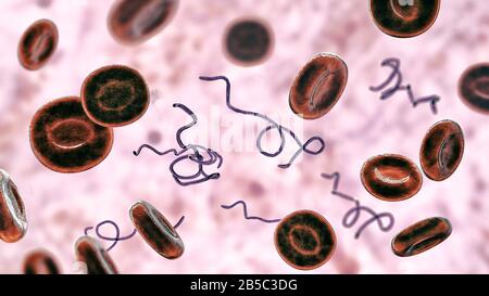 Batteri Borrelia nel sangue, illustrazione Foto Stock