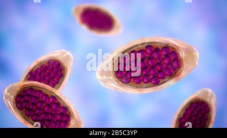 Uova di un verme parassita Trichuris trichiura, illustrazione Foto Stock