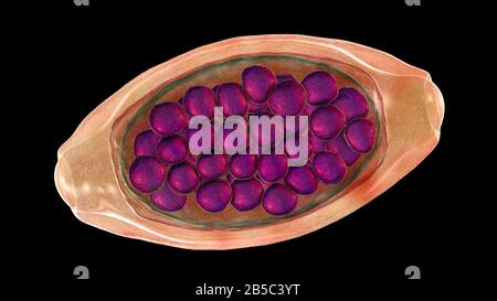 Uova di un verme parassita Trichuris trichiura, illustrazione Foto Stock