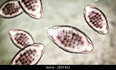 Uova di un verme parassita Trichuris trichiura, illustrazione Foto Stock