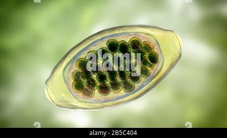 Uova di un verme parassita Trichuris trichiura, illustrazione Foto Stock