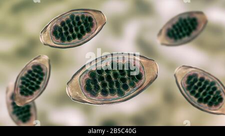 Uova di un verme parassita Trichuris trichiura, illustrazione Foto Stock