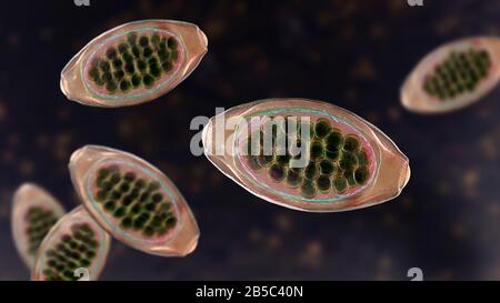 Uova di un verme parassita Trichuris trichiura, illustrazione Foto Stock