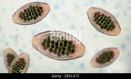 Uova di un verme parassita Trichuris trichiura, illustrazione Foto Stock