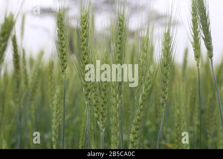 Grano Giovane Che Cresce Nel Campo Foto Stock