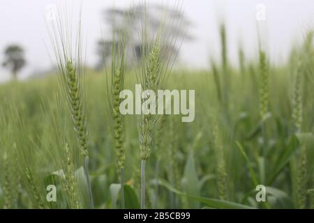 La Forza di suolo sulla Crescita di Piante Di Grano giovani Foto Stock