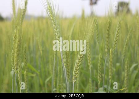 Grano giovane che cresce in verde campo di fattoria primo piano Foto Stock
