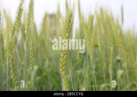 Grano giovane che cresce nelle file di campo Foto Stock