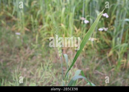 Campo di grano giovane. Grano giovane che cresce in campo di fattoria verde Foto Stock