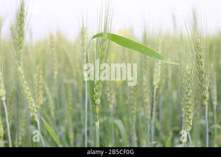 Campo di grano giovane all'inizio della primavera Foto Stock