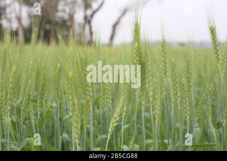 Bellissimo campo di grano verde colorato Foto Stock