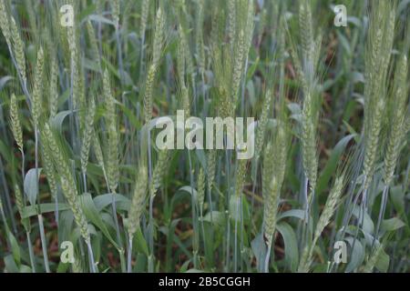 Campi di grano verde in campi rurali Foto Stock