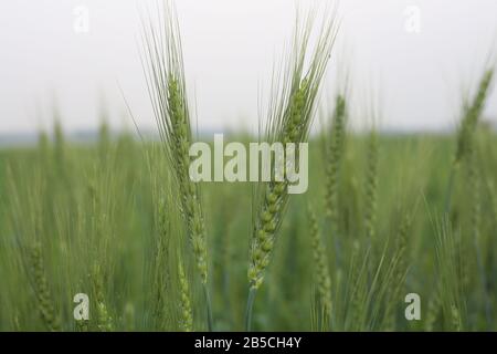 Il Bellissimo Campo Di Grano Verde Foto Stock