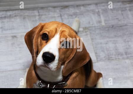 Un cane Beagle con grandi occhi tristi siede e guarda la macchina fotografica Foto Stock