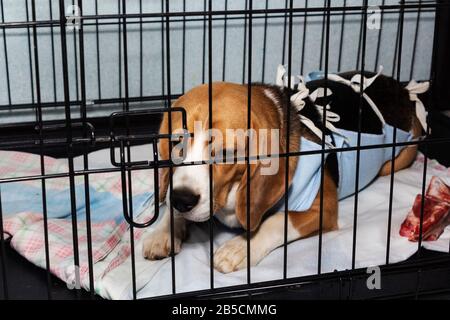Bendaggio veterinario protettivo per cani dopo intervento chirurgico. Cane malato Beagle in una gabbia. Foto Stock