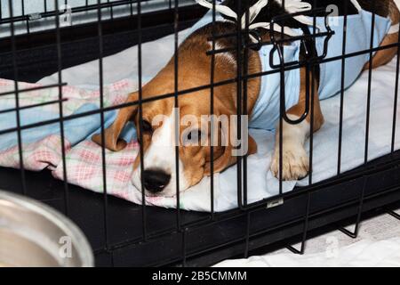 Bendaggio veterinario protettivo per cani dopo intervento chirurgico. Cane malato Beagle in una gabbia. Foto Stock