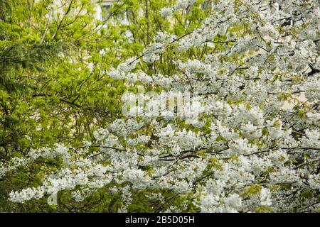 Ciliegi in fiore, Queens Square, Bristol, Avon, Inghilterra, Regno Unito Foto Stock