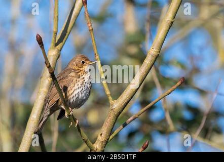 Vista laterale di un Song Thrush (Turdus philomelos) arroccato su un ramoscello in un albero a Spring in West Sussex, Inghilterra, Regno Unito. Foto Stock