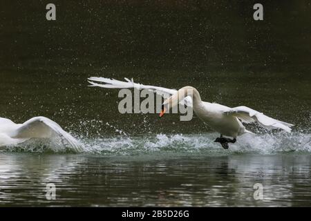 White Mute Swan (Cygnus olor) in acqua a caccia di un altro, decollare con le ali distese, su un lago in primavera (marzo) nel West Sussex, Inghilterra, Regno Unito. Foto Stock