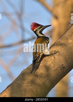 Black-rumped Flameback (Dinopium benghalense) Junagadh, Gujarat, India Foto Stock