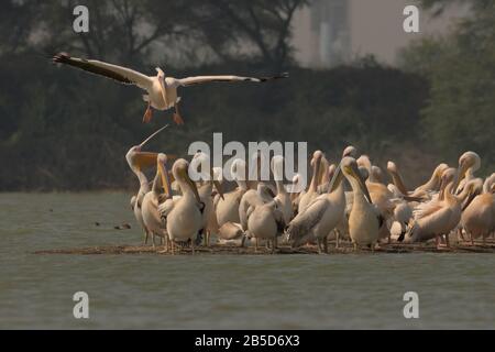 Grande Pelican bianco (Pelicanus onocrotalus) al Santuario degli Uccelli di Thol, Gujarat, India Foto Stock