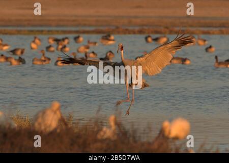 Sarus Crane (Antigone antigone) atterrando a Kheda, Gujarat, India Foto Stock