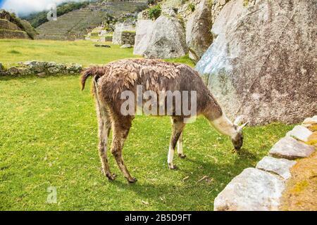 Lama pascolare di fronte a Machu Picchu, Cusco Regione Perù, Sud America. Foto Stock