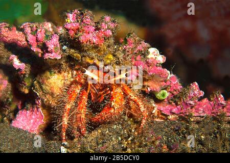 Camouflage per sopravvivere. Primo piano di granchio che porta un anemone sulla schiena per proteggersi dai nemici. Scoperto durante un tuffo a Bali, Indonesia Foto Stock