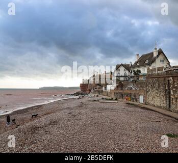 Camminando i cani lungo la spiaggia di ciottoli all'estremità occidentale del Devon di Sidmouth in marzo. Le graziose case di paglia si affacciano sul canale Inglese dall'alto Foto Stock