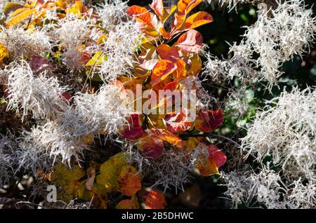 Cotinus coggyglia 'Lisjo' fiorisce in autunno in Polonia. Foto Stock