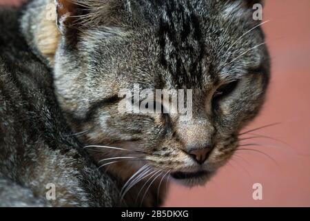 closeup di un felino tabby volto gatto rivolto verso la fotocamera e gli occhi semi o mezzo chiuso guardare contented e rilassato Foto Stock