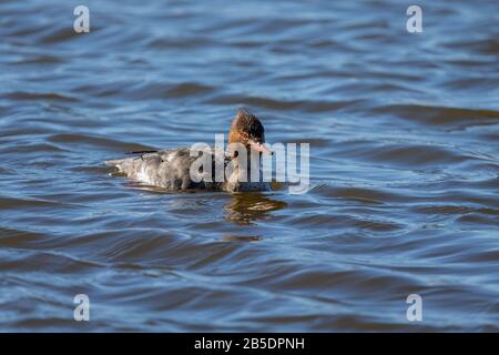 Il merganser rosso-breasted, anatra subacquea sul fiume. Scena naturale del Wisconsin Foto Stock